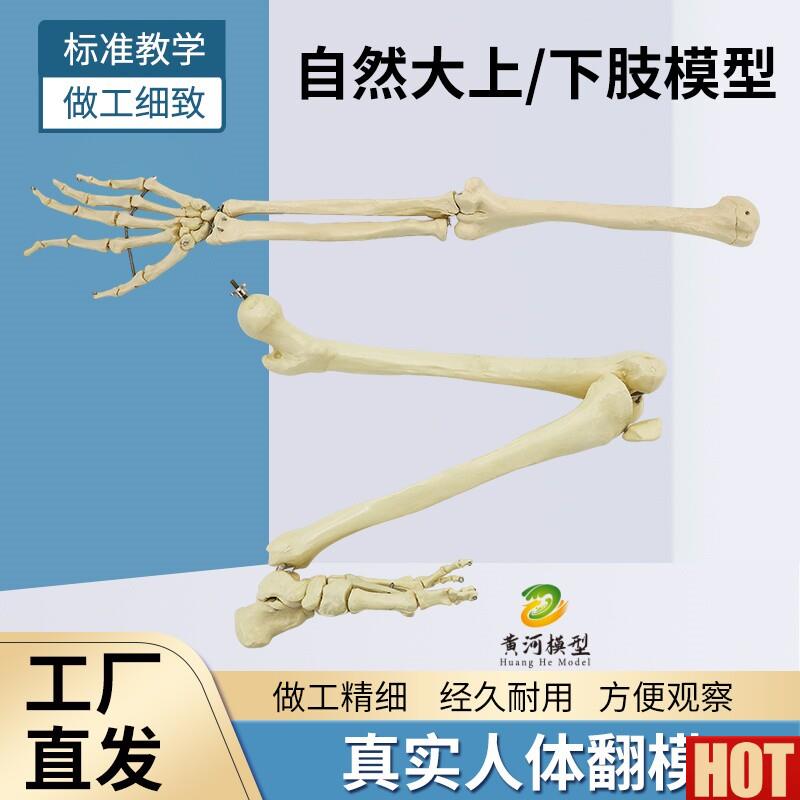 然大人体上肢下肢骨骼模型成人手臂肱骨尺桡骨1E比1手骨手掌脚骨