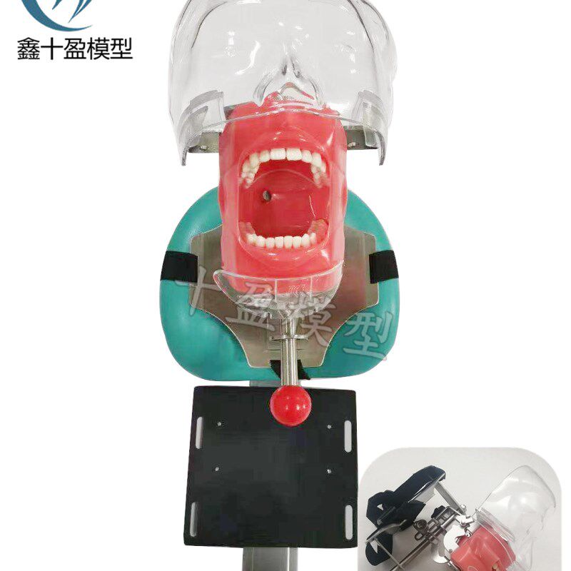 牙科口腔教e学仿真模型简易头模树脂根管牙齿牙粒备牙正畸修复牙