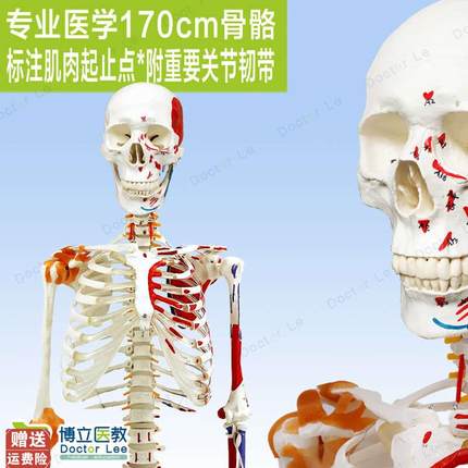 高端医用170CM骨架附肌z肉标识韧带脊柱解剖人体骨骼模型