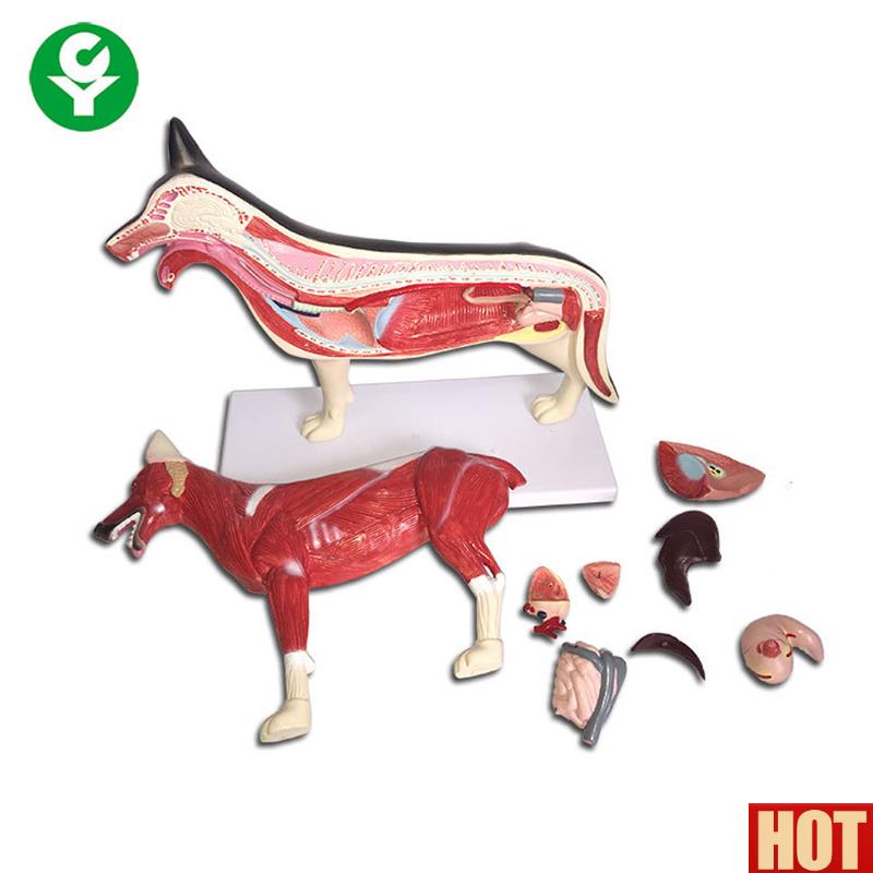 解剖模型 狗模型 狗l骨 狗关节 犬解剖 犬模型 犬关节 狗标本