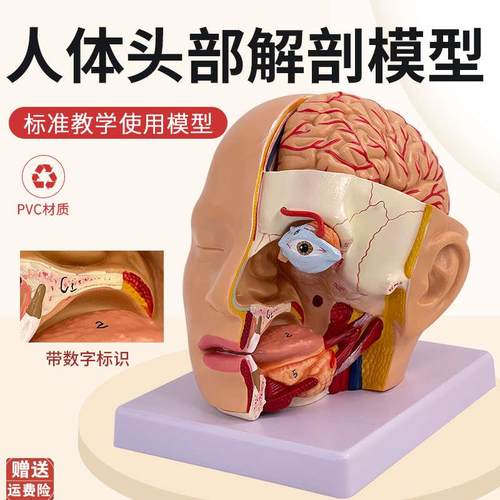 人体头部解剖模型附脑模s型4部件医院教学人体头部附大脑动脉模型