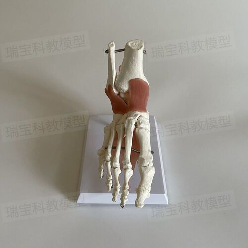 踝关节模型足底肌肉筋膜跟骨w脚后跟外科医学解剖示教仿真1比1足