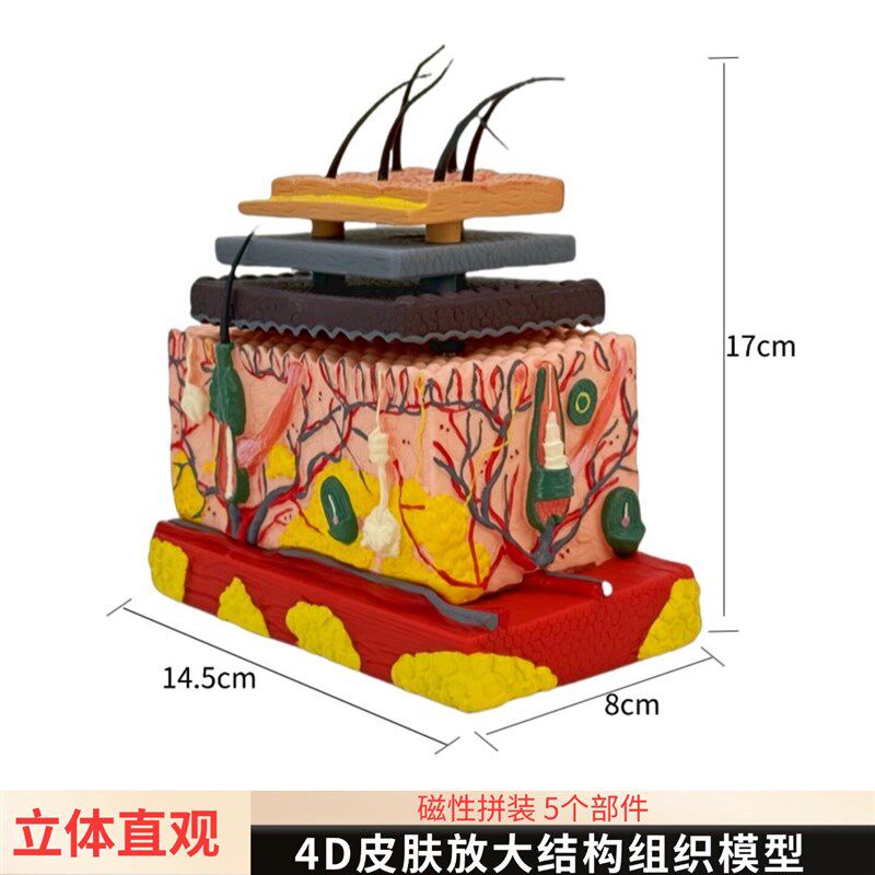 医学立体皮肤组织结构放大模型人体层次构造分层解剖W模具整形头