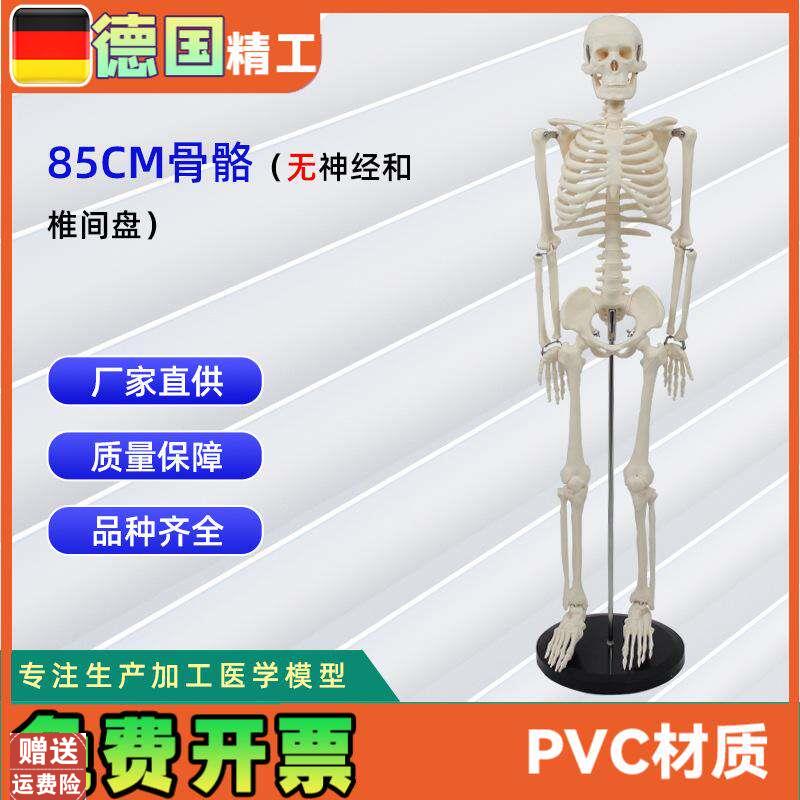 85CM人体骨骼m模型不带神经和椎间盘全身骨骼人体教学模型