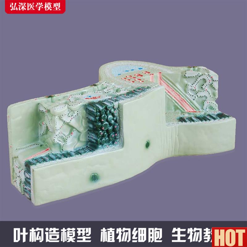 叶构造模型植物细胞组织结构叶脉纵横切面生物教学i模具道具教具