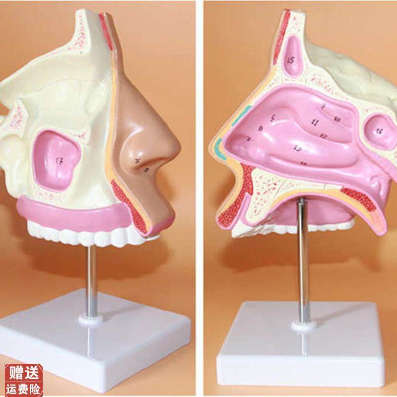 鼻腔解剖模型,文具电教/文化用品/商务用品,模拟人,淘宝优惠券,粉丝福利购,淘宝优惠卷