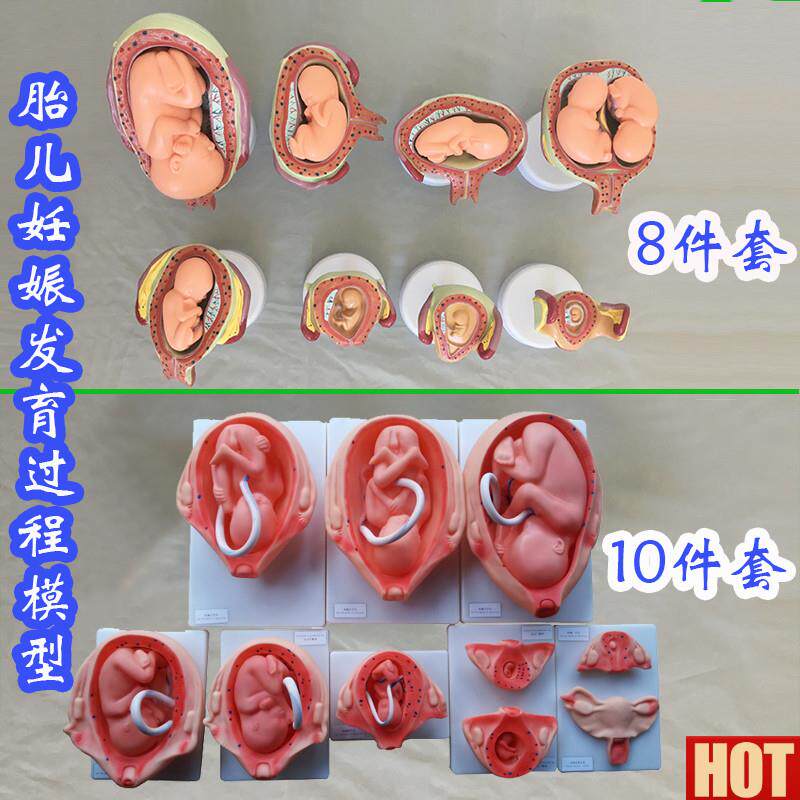 儿妊娠发育过程模型8件套10件套医学教具人体骨骼医j用婴儿生殖