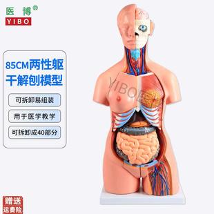 85CM两性躯干解刨模型可拆卸p40件男女性躯干及内脏器官拆卸模型