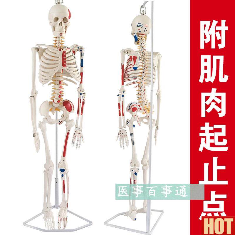 体骨骼模型85CM 人骨架模型 关节模型 人骨标g本腰椎模型 教具