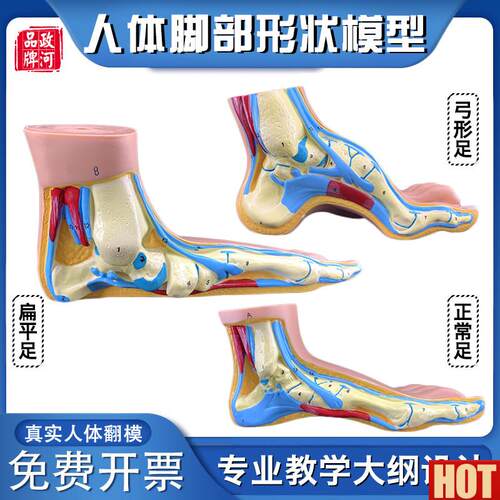 河脚形状弓形扁p平正常形态人体教学模型足疗会所医院手脚科摆件