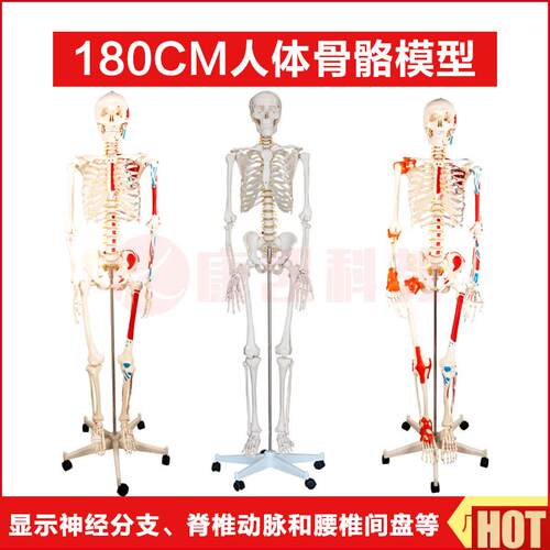 70cm人体大骨骼模型骷髅人骨架可U拆卸 医教学用教具肌肉韧带模型