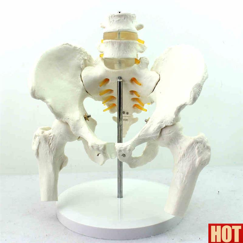 诺正品医用人体骨盆n附腰椎股骨头模型骨科1:1骨骼模型骨盆骨科