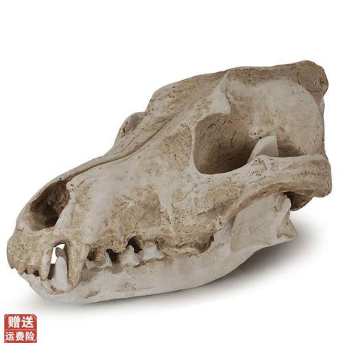 树脂骷髅头工艺品摆件豺狼头骨万圣节G道具骷颅头加拿大大灰狼标