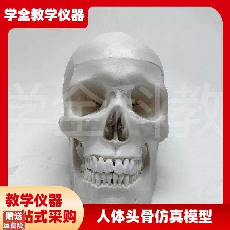 人体头骨仿真模型骷髅可拆u卸头颅医学教学用具颅骨美术医用摆件,文具电教/文化用品/商务用品,教学仪器/实验器材,淘宝优惠券,粉丝福利购,淘宝优惠卷