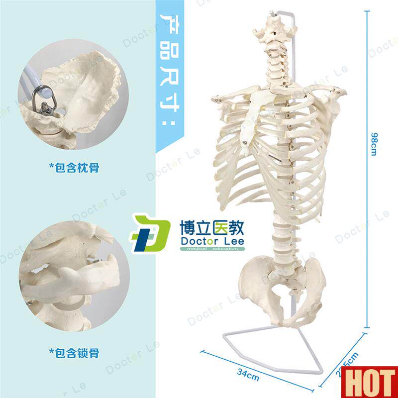 octor 品牌人体脊柱骨骼模型 k1:1整体脊椎肋骨模型 成人教育用骨