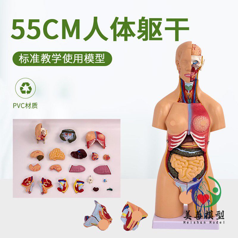 55CM人体器官身体结构解剖模型医用仿真全身内脏U拼装躯干解剖教
