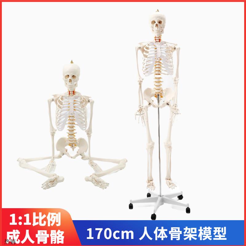70cm人体骨骼模型骨架人体模型彩色大白骷髅标本O肌肉脊椎神经骨