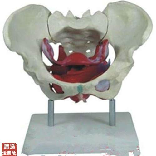 女性假骨盆及盆底l肌肉模型人体解剖骨骼医学教学用训练标本模具