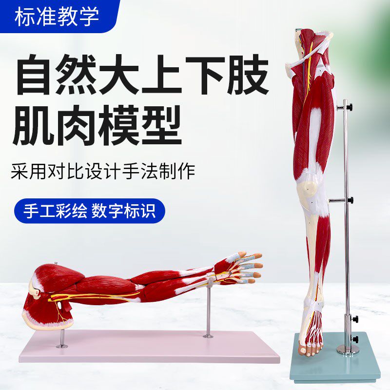 上肢手臂肌肉解剖下肢p腿肢肌肉附血管神经模型 人体肌肉构造模型