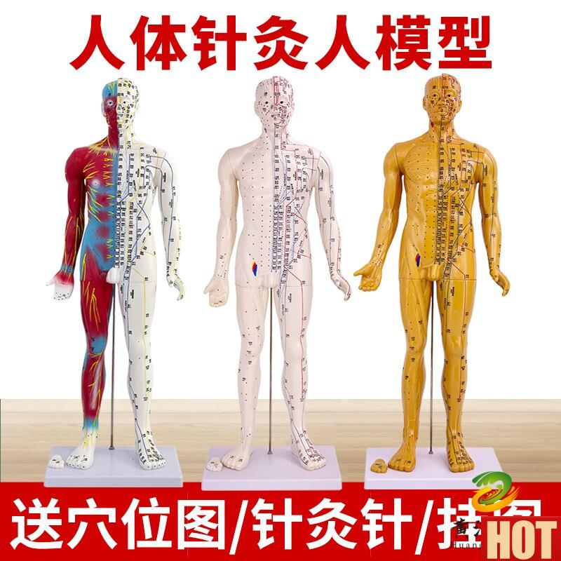 0CM针灸铜人刻字人体T穴位模型男女经络推拿按摩教学高清模型