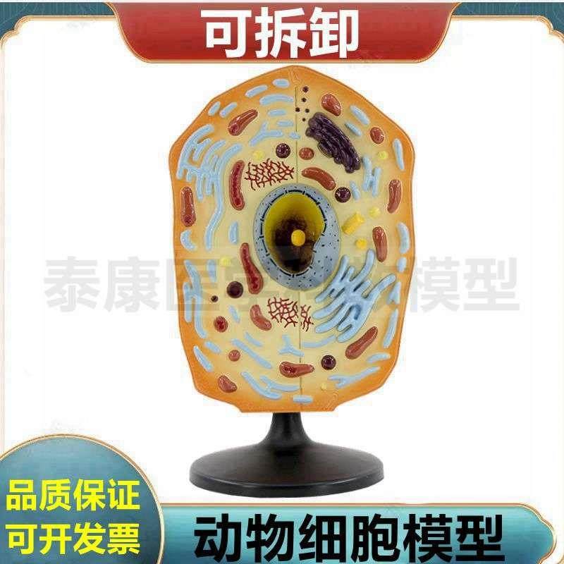 动物细胞模型细胞器n可拆卸细胞核细胞微细结构流动镶嵌模型动植