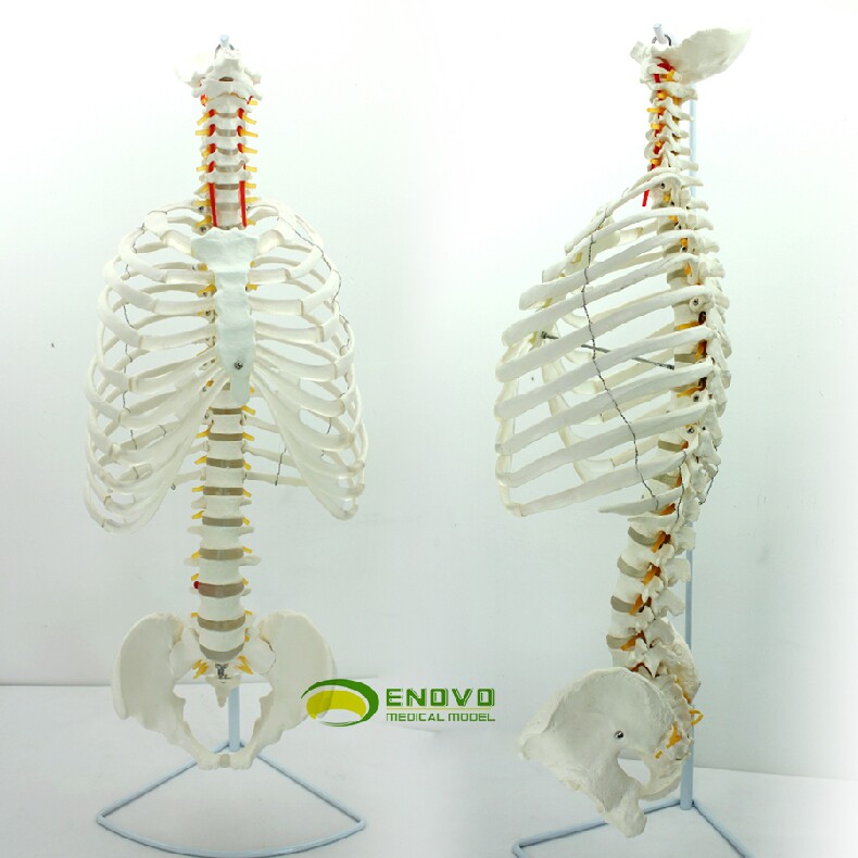 ENOVO颐诺医学人体脊柱模型脊椎D骨盆整骨胸骨肋骨胸腔骼模骨架型