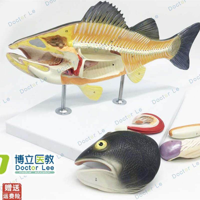 鱼解剖模型可拆卸内脏生物动物模F型水产养殖专业科学教学模型,玩具/童车/益智/积木/模型,其他模型玩具,淘宝优惠券,粉丝福利购,淘宝优惠卷