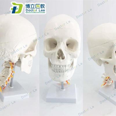 白色人体头颅骨模型头骨色性分离模G型11仿真头骨带颈椎模型