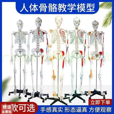 人体骨骼模型170cm韧带肌肉起止点神经结构可拆卸医学用W骨架178C