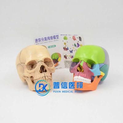 仿真人体1:2头骨模型可t拆卸拼装骷髅头医学美术口腔头颅骨标本
