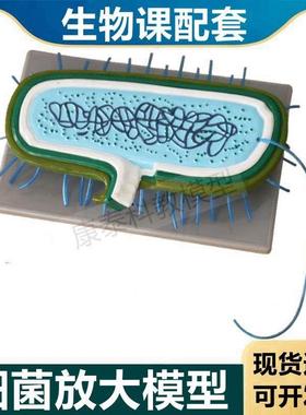 细菌模型a生物学教具原核核糖体细胞质病毒放大实验教具医用教学