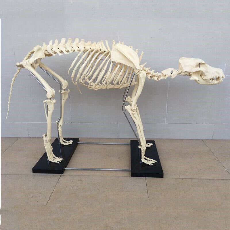 狼狗骨骼模型仿真动m物标本塑胶骨头模具犬科PVC骨架宠物医院摆件