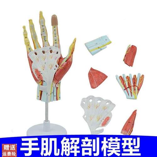 手模型手指关节韧带肌腱深浅层肌肉解I剖手上的神经血管皮肤骨骼