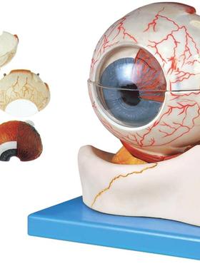 眼球构造放大模型A171V03解剖模型
