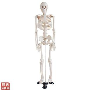 高端仿真美术艺用医用o85CM人体骨骼骨架模型骨骼医学教学模型