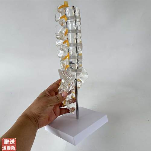 透明腰椎带尾g骨模型椎间盘脊神经骶骨尾椎骨脊椎脊柱骨科立体教