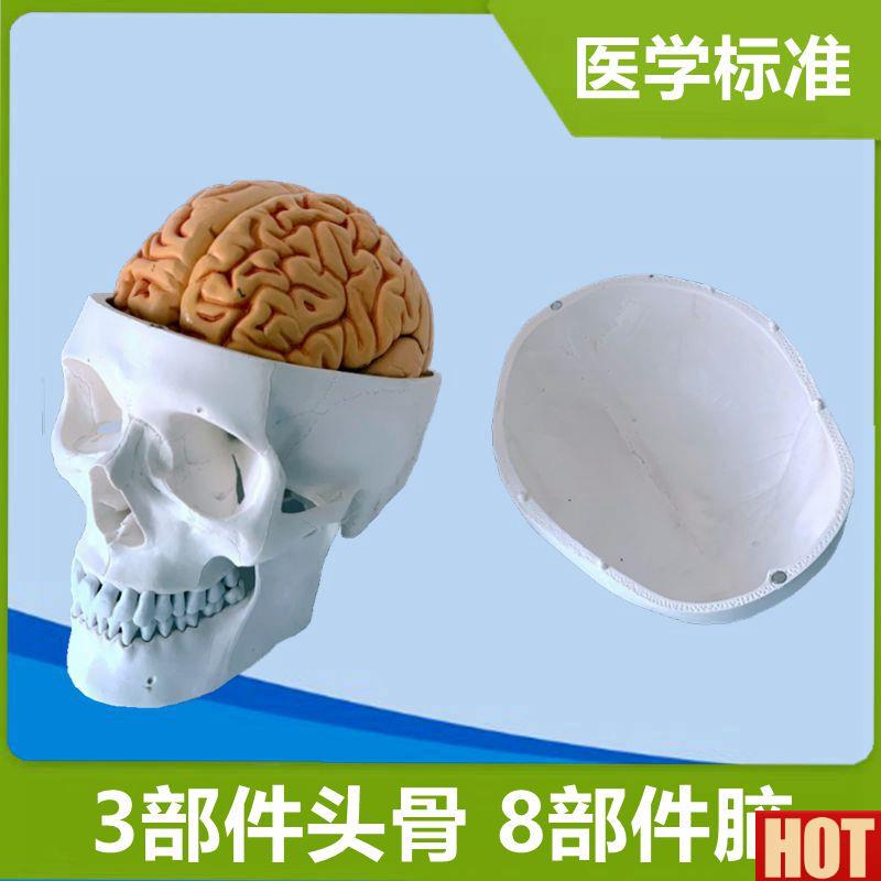 骨带脑模型可拆卸仿真1:1比例PVC材质医用解剖颅骨M牙科教学骨缝