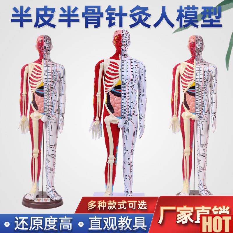 皮半肌肉解剖60CoM人体穴位模型反射区经络按摩男女超清晰针灸