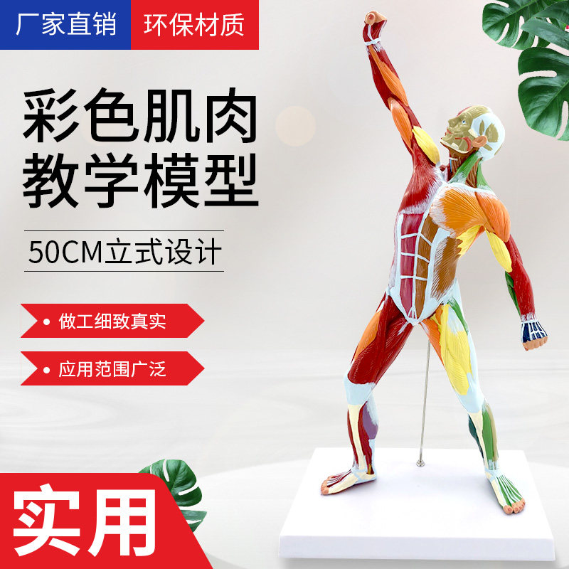 50CM肌肉人解剖 美术艺术模特医学彩色人体全身肌肉模型. 运动结