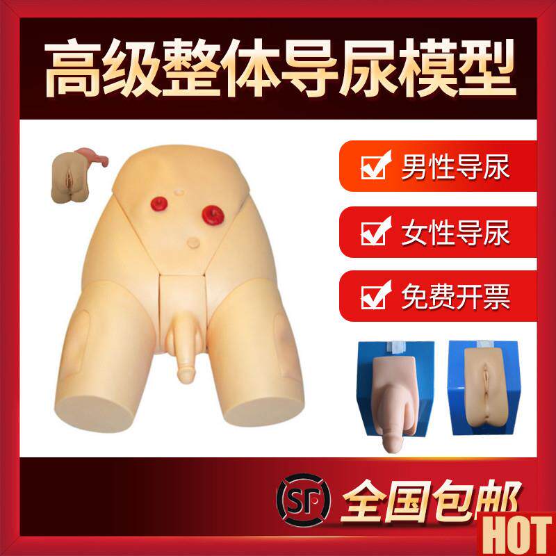 女性别可互换整体导尿模型 H着装式内外生殖器模具 护士导尿练习