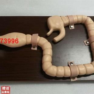 乙状结肠镜检查模型大肠肠Q道病变检查模型