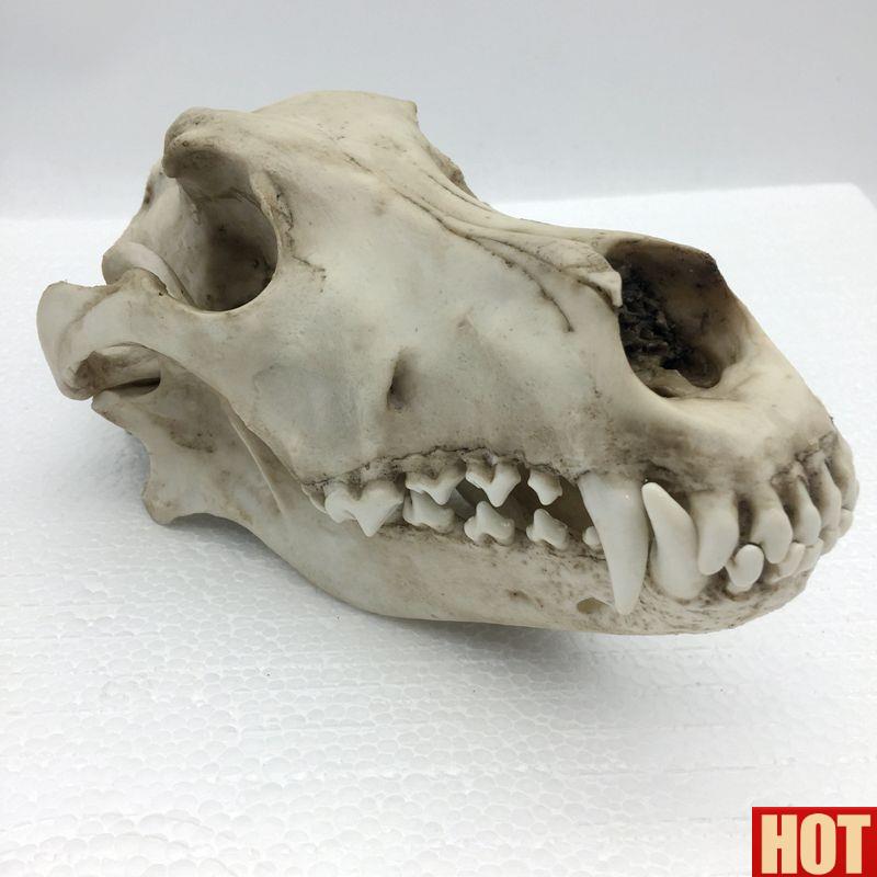 泰模型狼头骨仿P真标本艺术品收藏动物医院兽医药狗骨髅牙齿口腔