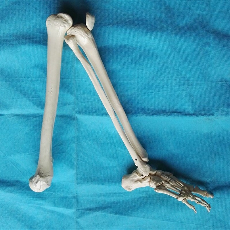 成人1:1下h肢骨模型 膝关节 脚关节 大腿骨骨骼解剖模型