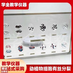 3228动植物细胞有丝分t裂及减数分裂模型磁吸式细胞分裂模型生物