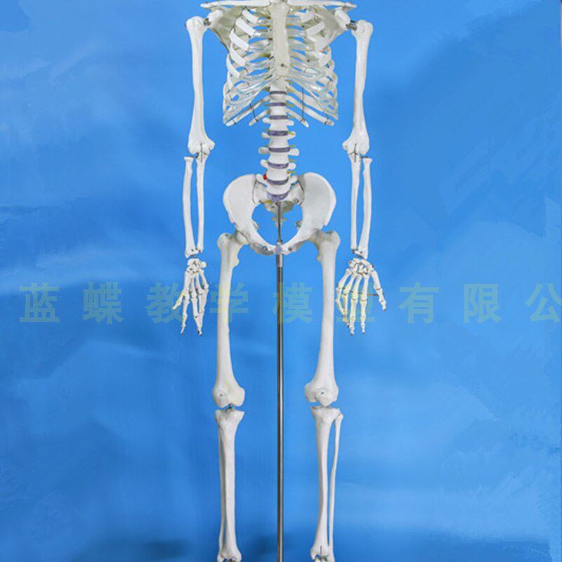 成人一比一人体骨骼m模型骨架人体模型小白骷髅教学脊椎全身180cm