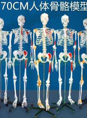 人体骨骼模型170cmo韧带肌肉起止点神经结构可拆卸医学用骨架180C
