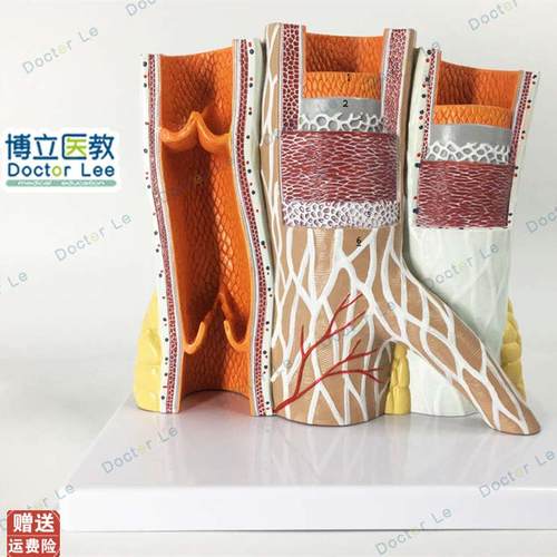 教学仿真动静脉血管解剖模型放大动静脉血管标P本动脉静脉医学生