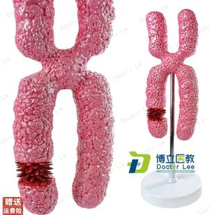 X染色体a模型医学细胞器模型减数分裂中学生物教学实验教具模型