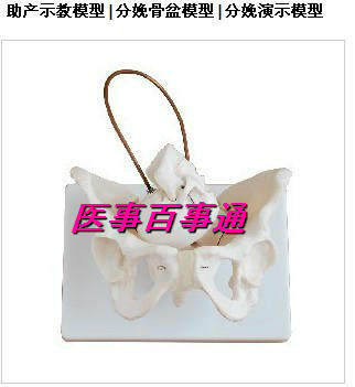 产妇助产骨盆模型 生育助产v示教模型 女性骨盆婴儿头骨 骨盆模型