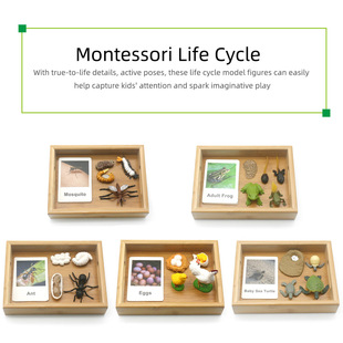 Montessori蒙氏英语教具三段卡幼儿玩具动物昆虫成长认知生命life